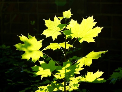 Norway Maple