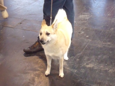 Norwegian Buhund