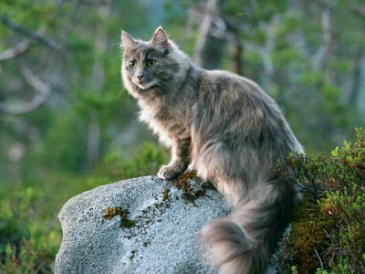 Norwegian Forest Cat