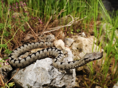 Nose‑horned viper