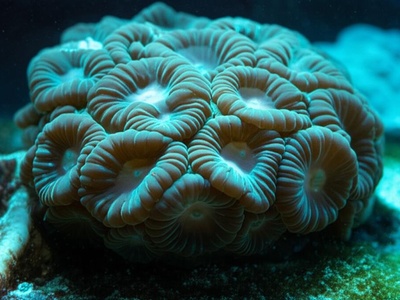 Noumea Chalice Coral