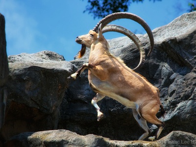 Nubian ibex