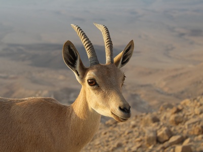 Nubian Ibex
