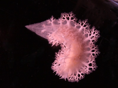 Nudibranch (sea slug)