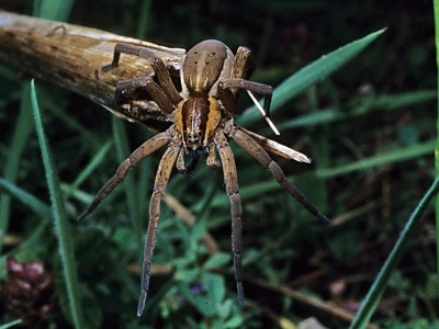 Nursery web spider