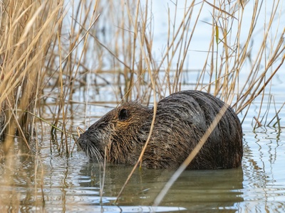 Nutria