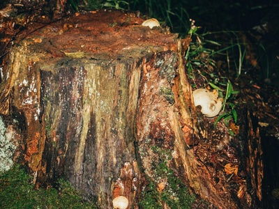 Oak logs with jack‑o'‑lantern fungi