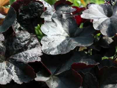 Obsidian Coral Bells