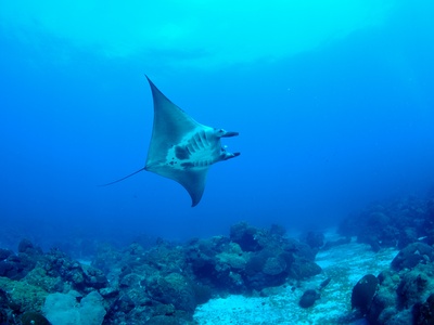 Oceanic Manta Ray