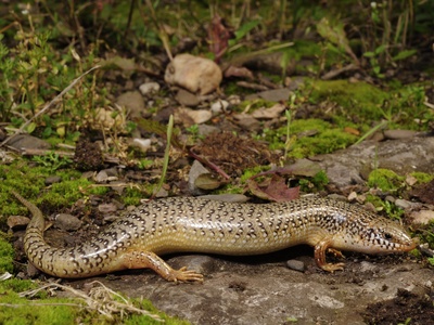 Ocellated Skink