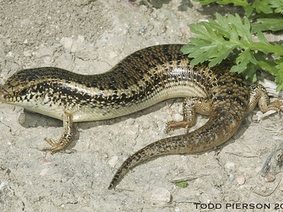 Ocellated skink