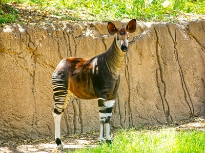 Okapi