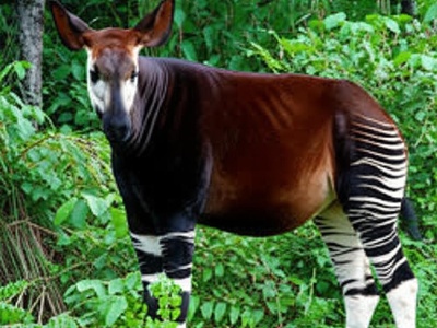 Okapi (duplicate avoided)
