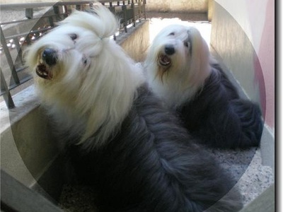 Old English Sheepdog