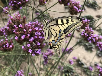 Old World swallowtail