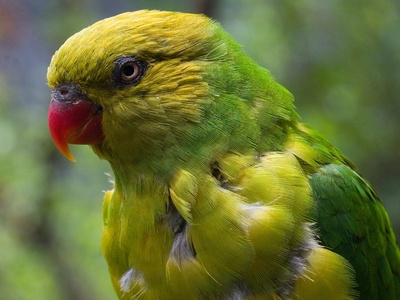 Olive-headed Lorikeet