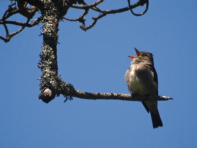 Olive-sided Flycatcher
