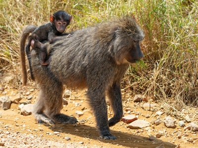 Olive Baboon