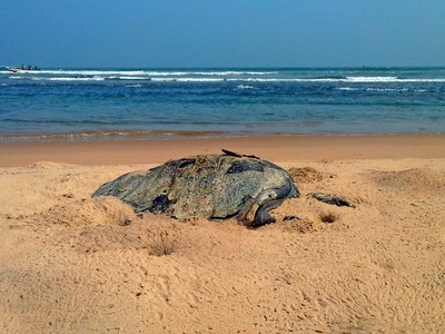 Olive ridley turtle