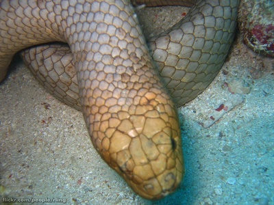 Olive Sea Snake