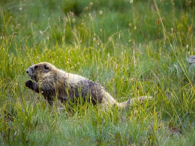 Olympic Marmot