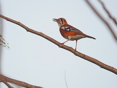 Orange-banded Thrush