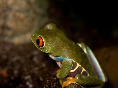 Orange-bellied Tree Frog