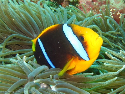 Orange-fin Anemonefish