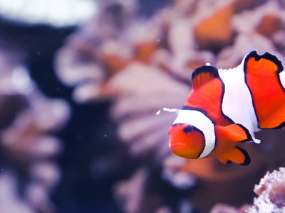 Orange clownfish