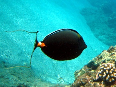 Orangespine unicornfish
