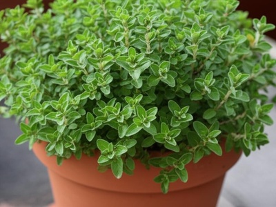 Oregano 'Compactum'
