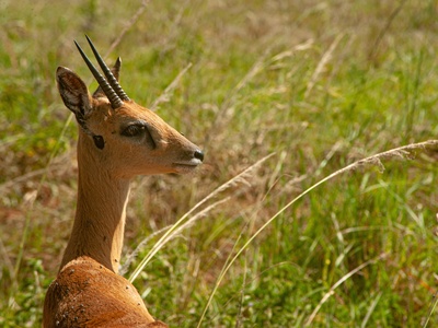 Oribi