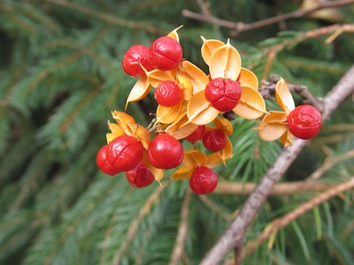 Oriental Bittersweet