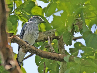 Oriental Cuckoo