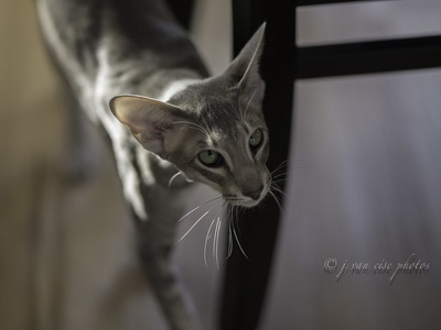 Oriental Shorthair