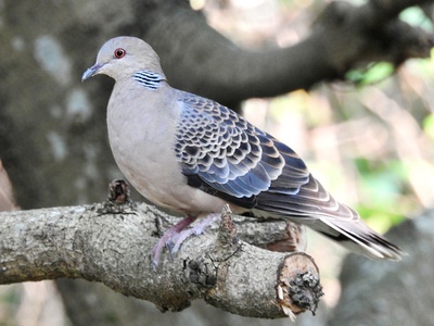 Oriental Turtle Dove