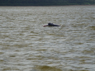 Orinoco River Dolphin (Tonina)
