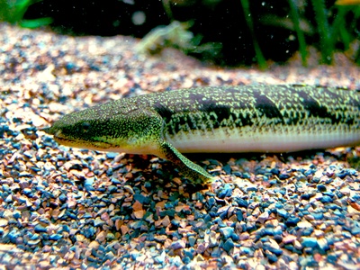 Ornate Bichir