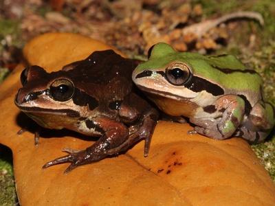 Ornate Chorus Frog