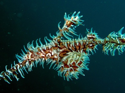 Ornate ghostpipefish
