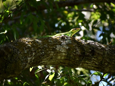 Ornate Spiny-tailed Lizard