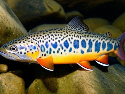 Orontes trout