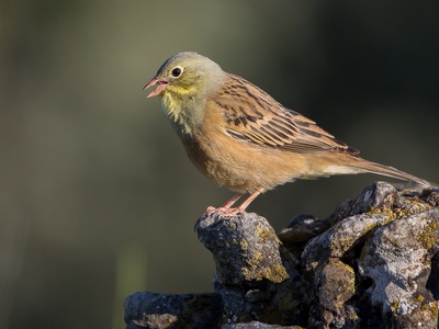 Ortolan Bunting