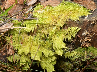 Ostrich-plume Moss