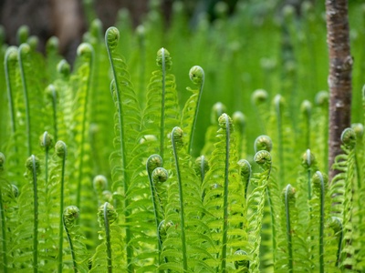 Ostrich Fern