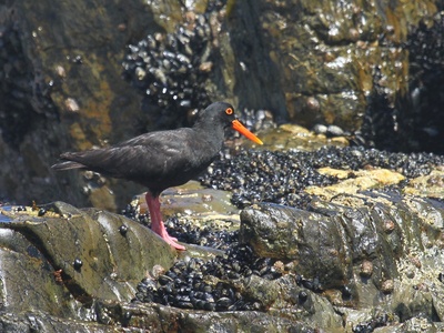 Oystercatcher