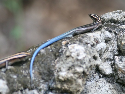 Pacific Blue-tailed Skink