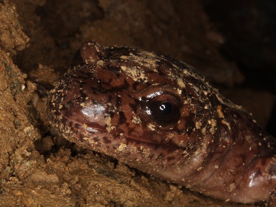 Pacific giant salamander