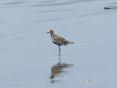 Pacific Golden Plover