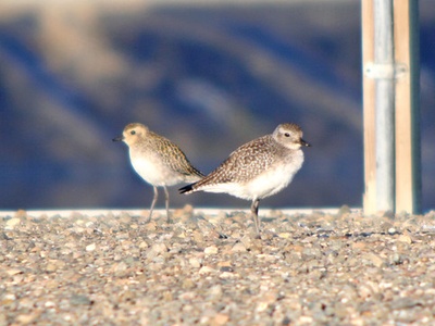 Pacific Golden Plover